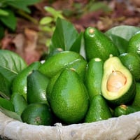 Persea americana Avokado fidanı