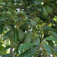 Persea americana Zutano Avokado fidanı