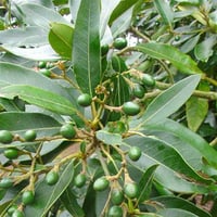 Persea indica