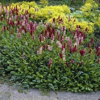 Persicaria affinis Darjeeling Red Çim Evelek Eveleği fidesi