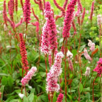 Persicaria affinis Darjeeling Red Çim Evelek Eveleği fidesi