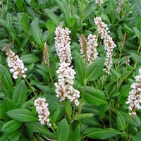 Persicaria affinis Superba Çim Evelek Eveleği fidesi