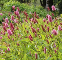 Persicaria bistorta carnea Çim Evelek Eveleği fidesi