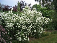 Philadelphus coronarius Filbahar Filbahri fidanı