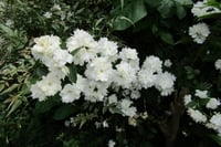 Philadelphus Frosty Morn filbahri fidanı