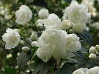 Philadelphus Frosty Morn filbahri fidanı