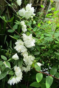 Philadelphus Frosty Morn filbahri fidanı