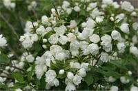 Philadelphus Manteau dhermine tam bodur filbahri fidanı