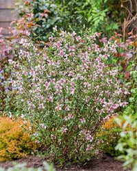 Philadelphus Petite Perfume Pink filbahri fidanı