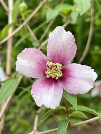 Philadelphus Petite Perfume Pink filbahri fidanı