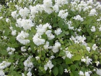 Philadelphus Schneesturm filbahri fidanı