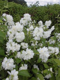 Philadelphus Schneesturm filbahri fidanı