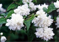 Philadelphus virginalis Minnesota snowflake Katlı filbahri fidanı