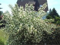 Philadelphus virginalis schneesturm kar fırtınası filbahri fidanı