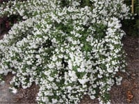 Philadelphus White rockpekphil yarıbodur filbahri fidanı