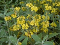 Phlomis fruticosa phlomis sarı çalba fidanı