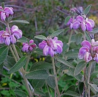 Phlomis purpurea pembe çalba fidanı
