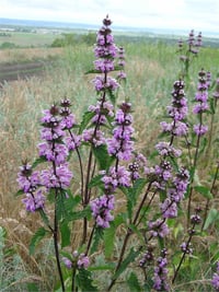 Phlomis tuberosa Phlomis Mavi Çalba fidanı