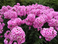 Phlox Eva Cullum