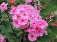 Phlox Eva Cullum