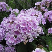 Phlox paniculata Franz Schubert Lila Çiçekli Bahçe Floksu