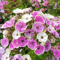 Phlox paniculata Orchid Yellow Sarı-Pembe Çiçekli Bahçe Floksu