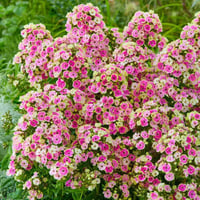 Phlox paniculata Orchid Yellow Sarı-Pembe Çiçekli Bahçe Floksu