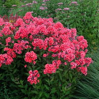 Phlox paniculata Starfire Kırmızı Çiçekli Bahçe Floksu
