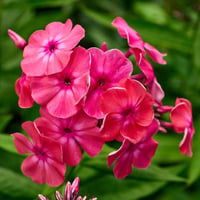 Phlox paniculata Starfire Kırmızı Çiçekli Bahçe Floksu