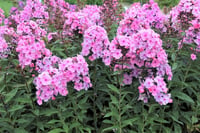 Phlox paniculata Sweet Summer Fragrance Bahçe Floksu