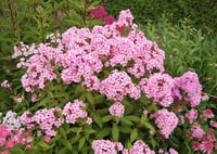Phlox paniculata Sweet Summer Melody Bahçe Floksu