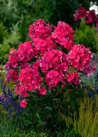 Phlox paniculata Tenor Fuşya Çiçekli Bahçe Floksu