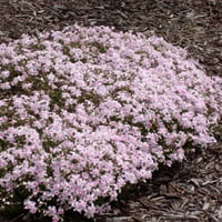 Phlox subulata Candy Stripes Yayılıcı Floks