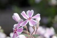 Phlox subulata Candy Stripes Yayılıcı Floks