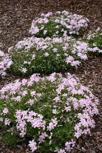 Phlox subulata Candy Stripes Yayılıcı Floks