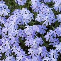 Phlox subulata Emerald Cushion Blue Mavi Çiçekli Yayılıcı Floks