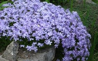 Phlox subulata Emerald Cushion Blue Mavi Çiçekli Yayılıcı Floks