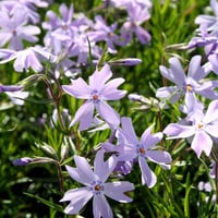 Phlox subulata Emerald Cushion Blue Mavi Çiçekli Yayılıcı Floks