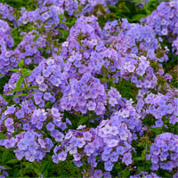 Phlox Sweet Summer Ocean