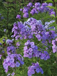 Phlox Sweet Summer Ocean