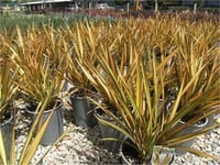 Phormium Apricot queen Yeni Zelanda Keteni fidesi