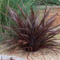 Phormium Bronze baby Yeni Zelanda Keteni fidesi