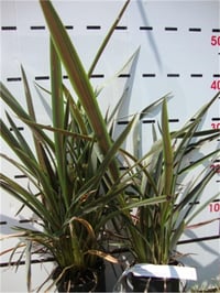 Phormium Chocomint Yeni Zelanda Keteni fidesi