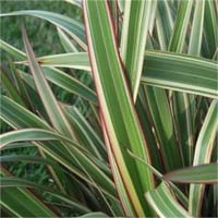 Phormium cookianum Tricolor Yeni Zelanda Keteni fidesi