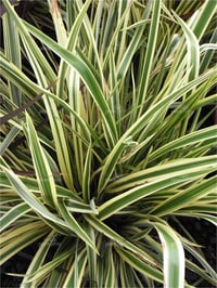Phormium Duet Yeni Zelanda Keteni fidesi