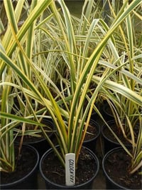 Phormium Golden Ray Yeni Zelanda Keteni fidesi