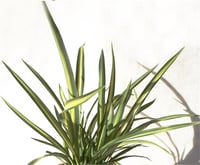 Phormium Moonracker Yeni Zelanda Keteni fidesi