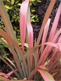Phormium tenax Jester Yeni Zelanda Keteni fidesi
