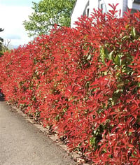 Photinia fraseri alev ağacı alev çalısı fidanı