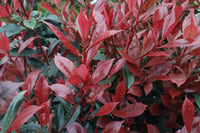 Photinia fraseri Carre rouge alev ağacı alev çalısı fidanı